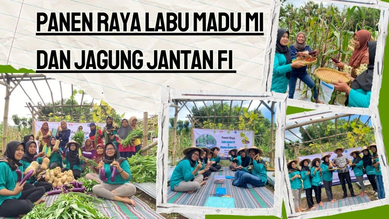 Panen Raya Labu Madu M1 dan Jagung Jantan F1 (27-2-2025)